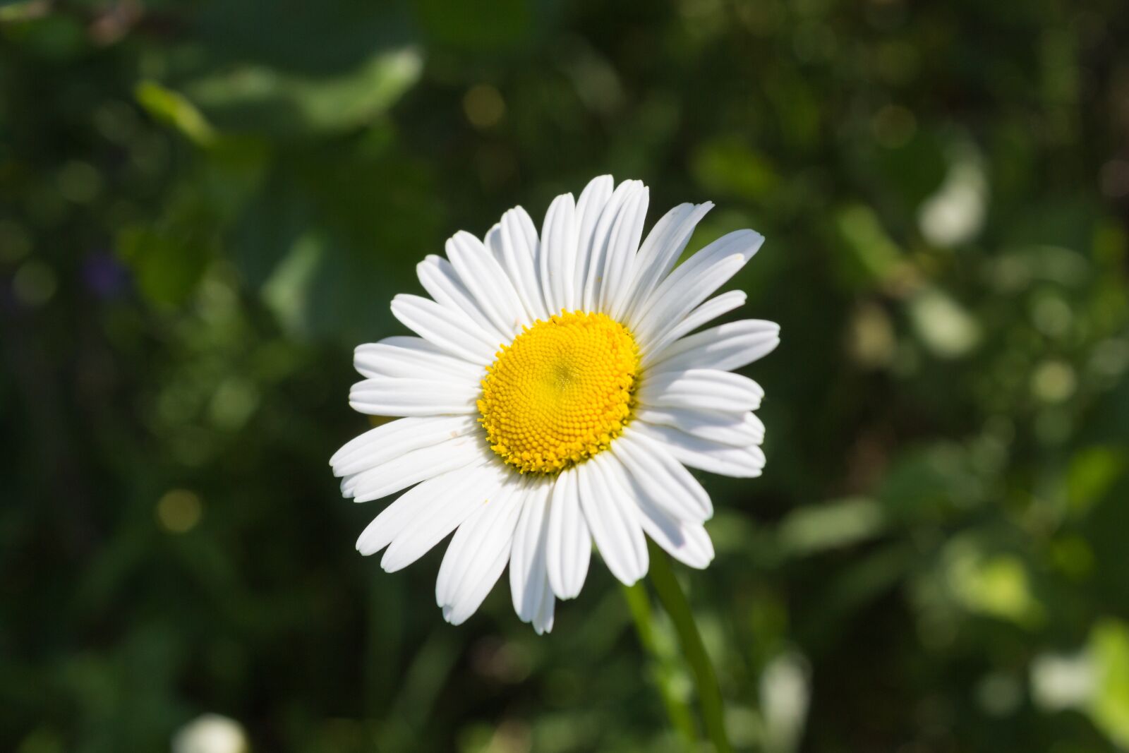 Canon EOS 600D (Rebel EOS T3i / EOS Kiss X5) sample photo. Nature, plant, flower photography
