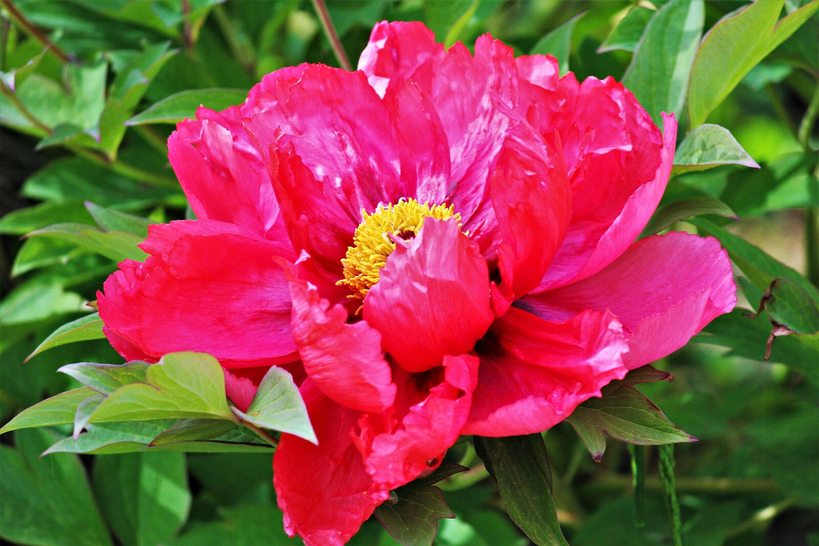 Canon EOS 600D (Rebel EOS T3i / EOS Kiss X5) sample photo. Pink, peony, blossom photography