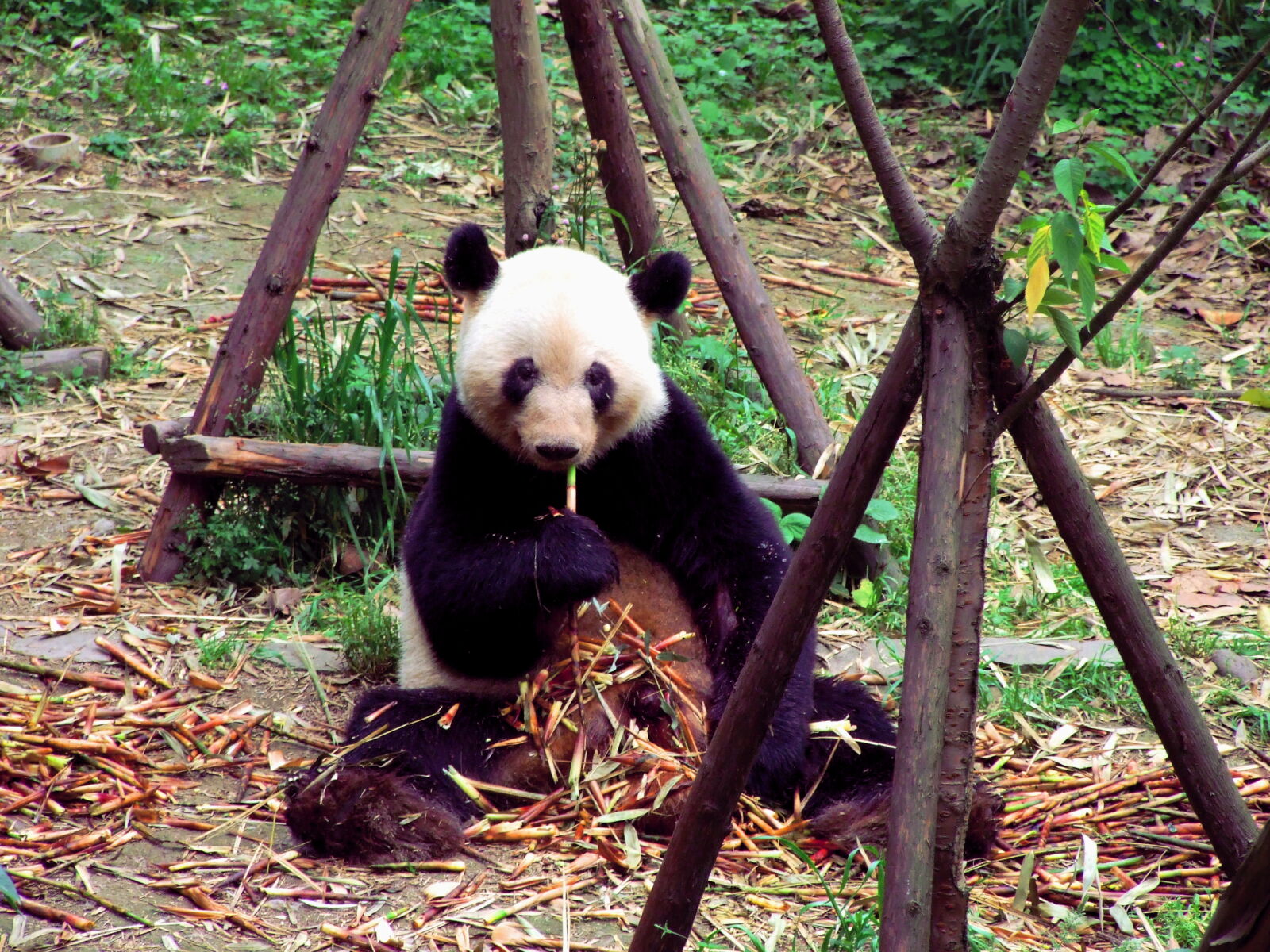 Fujifilm FinePix S6500fd sample photo. Bamboo, eat, panda, sitting photography
