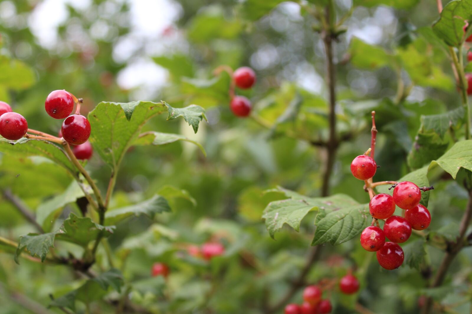Canon EOS 1200D (EOS Rebel T5 / EOS Kiss X70 / EOS Hi) sample photo. Plant, nature, green photography
