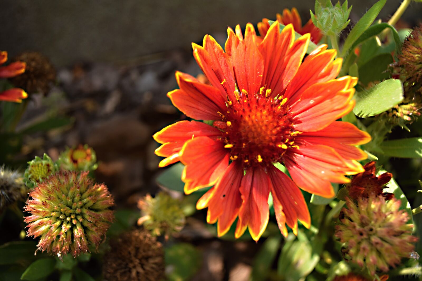 Nikon D5300 sample photo. Garden flower, perennial, garden photography