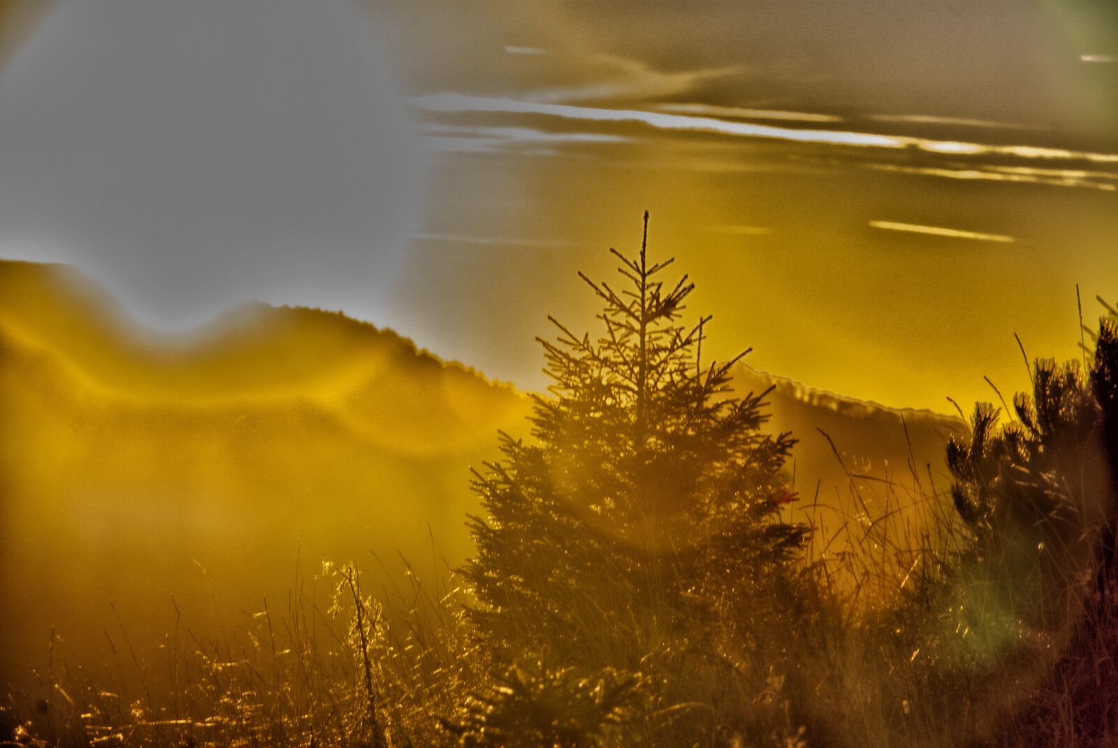 Nikon D80 sample photo. Autumn, nature, trees photography