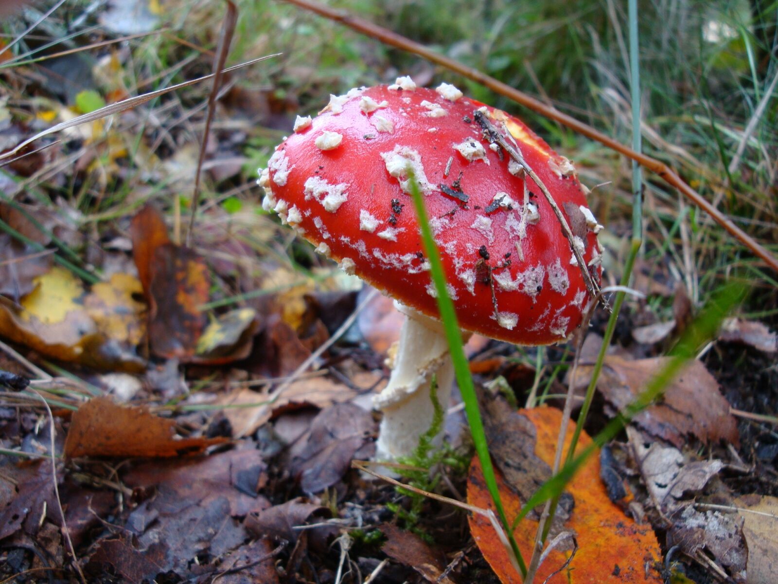 Sony Cyber-shot DSC-W170 sample photo. Mushroom, autumn, mushrooms photography