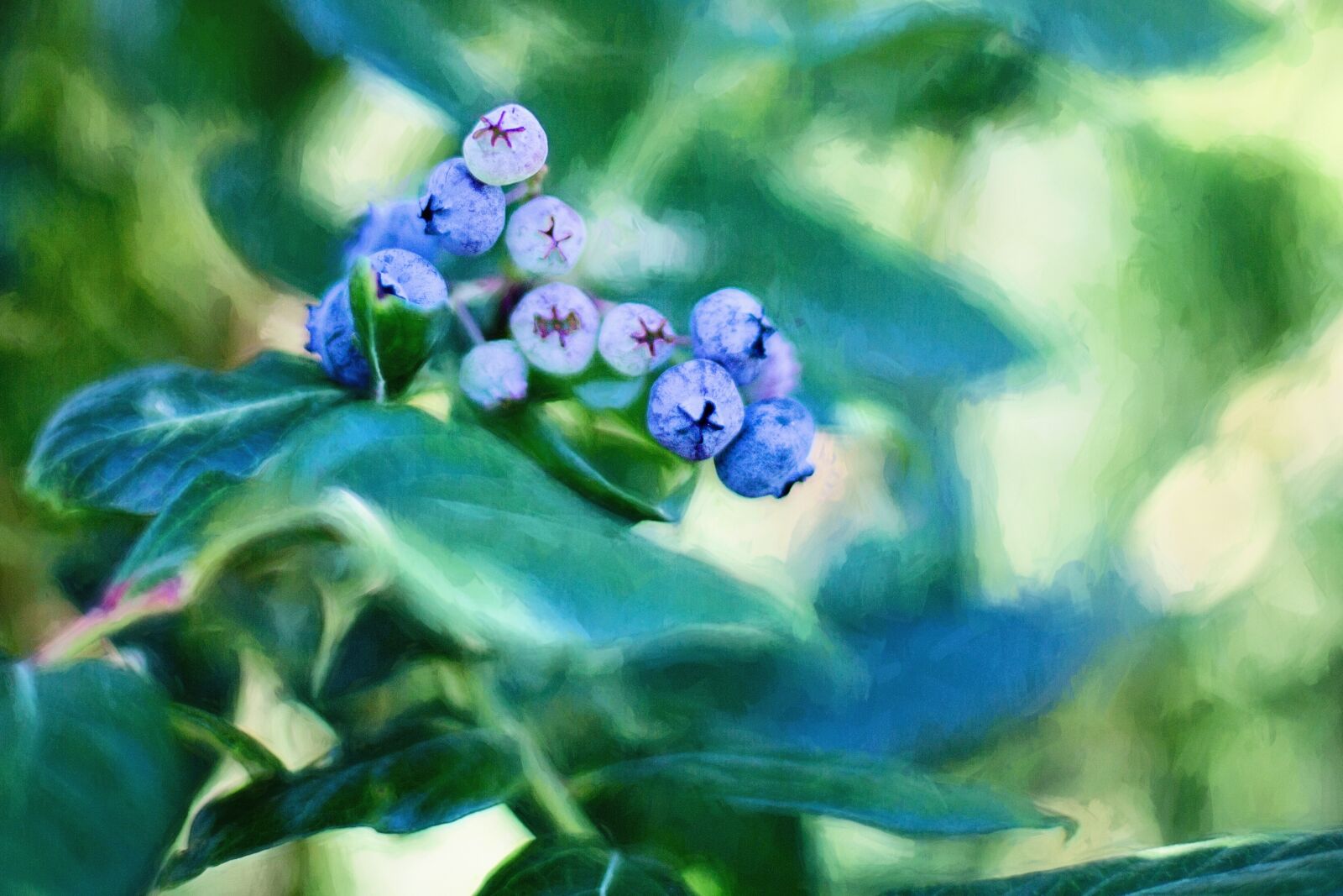 Canon EF 50mm F1.4 USM sample photo. Blueberries, bush, summer photography