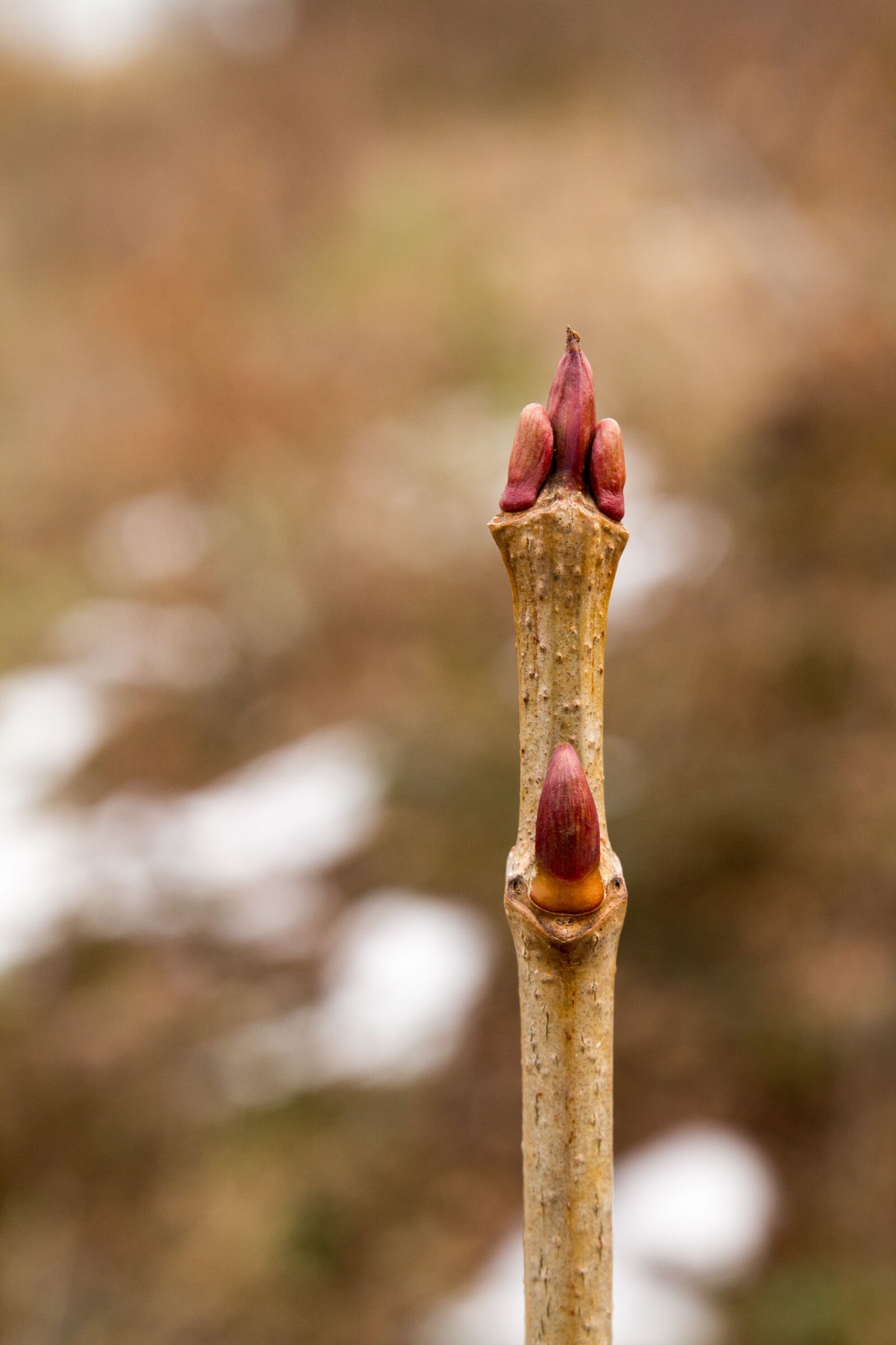 Canon EOS 60D sample photo. Nature, leaf, plant photography