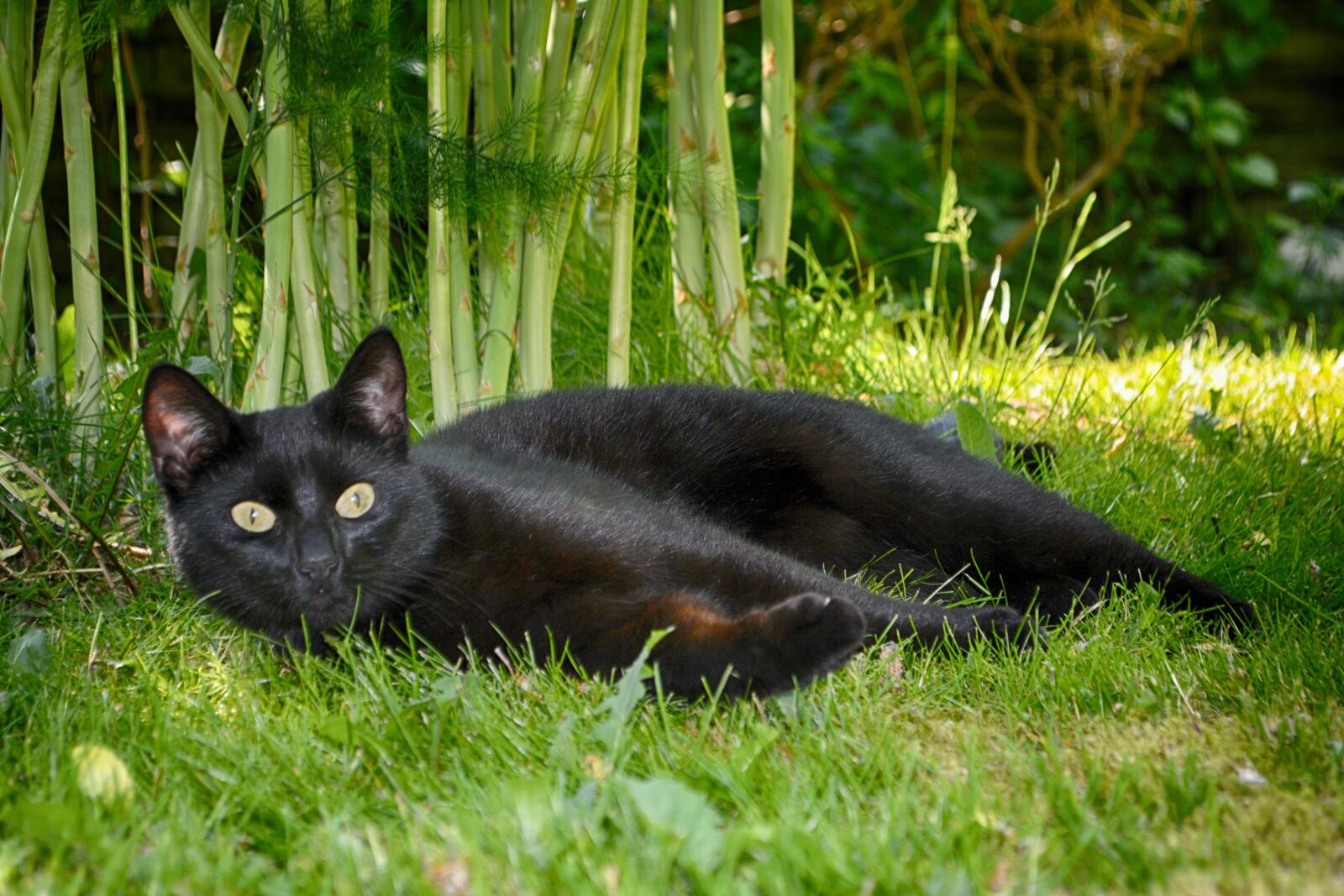 Nikon D5200 sample photo. Cat, black, lying photography