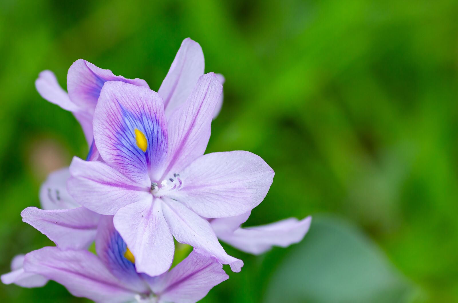 Canon EOS 5D Mark III + Canon EF 135mm F2L USM sample photo. Eichhornia crassipes, flower, ruffles photography