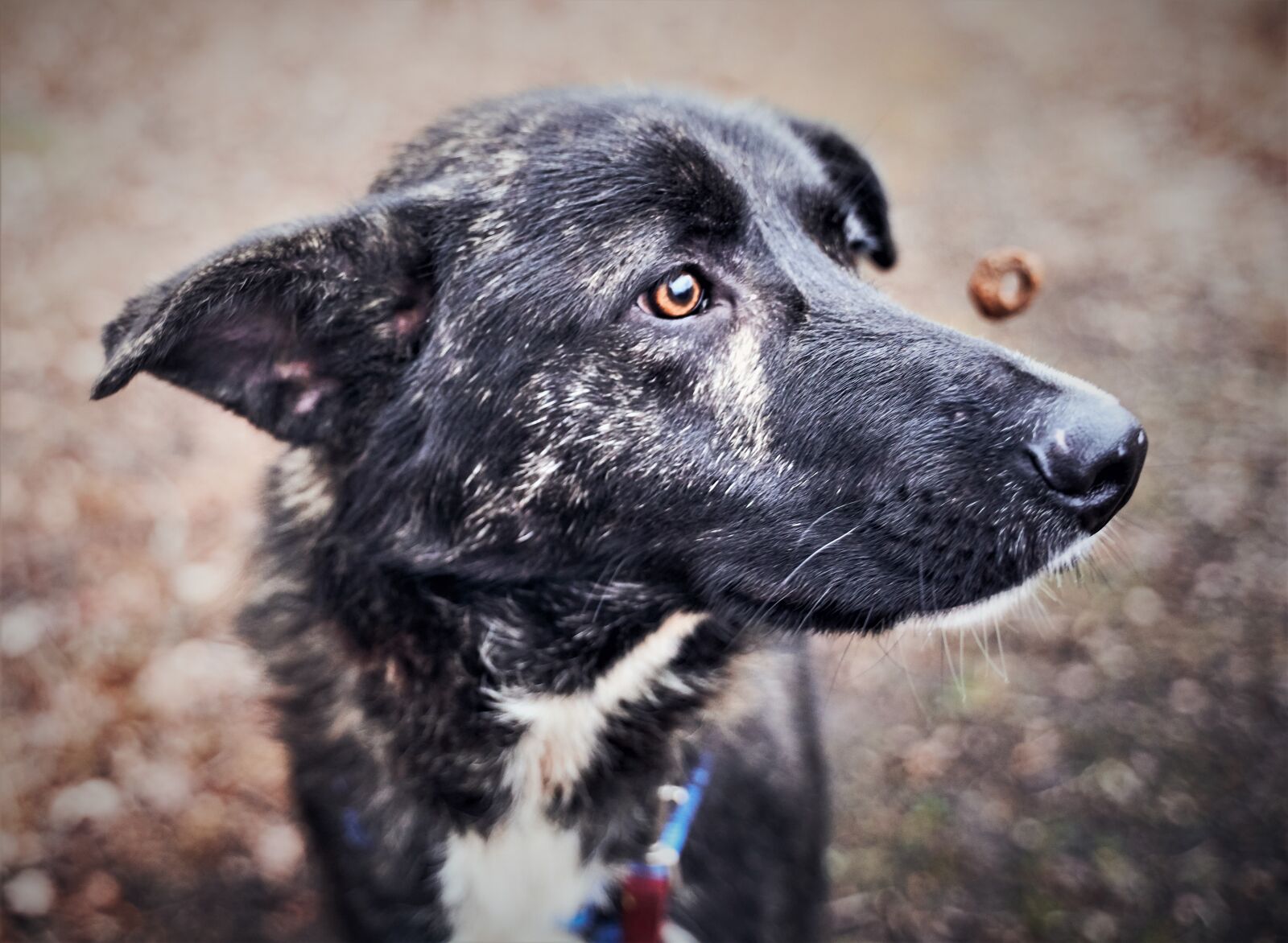 Sony a7 III + Tamron 28-75mm F2.8 Di III RXD sample photo. Dog, treats, food photography