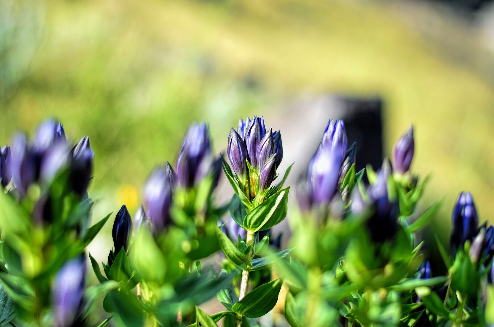 Nikon D5100 sample photo. Flower, chichewa live, vivid photography