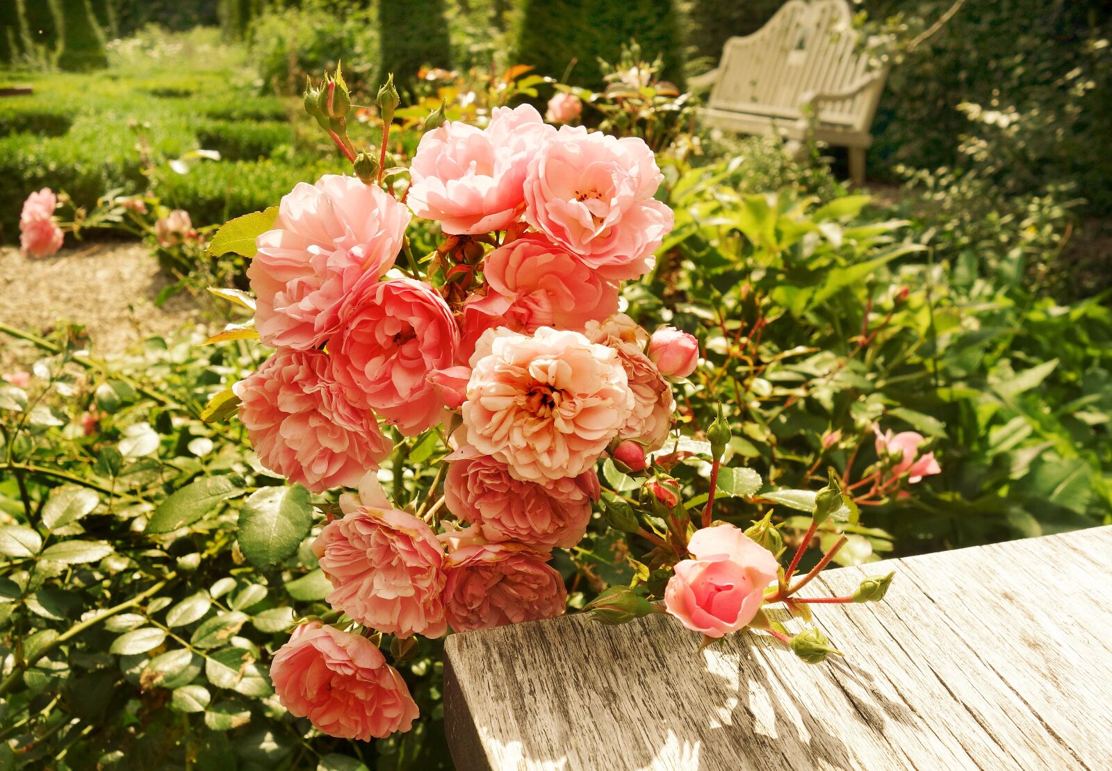 Sony Cyber-shot DSC-RX100 sample photo. Bright, flower, garden, pink photography