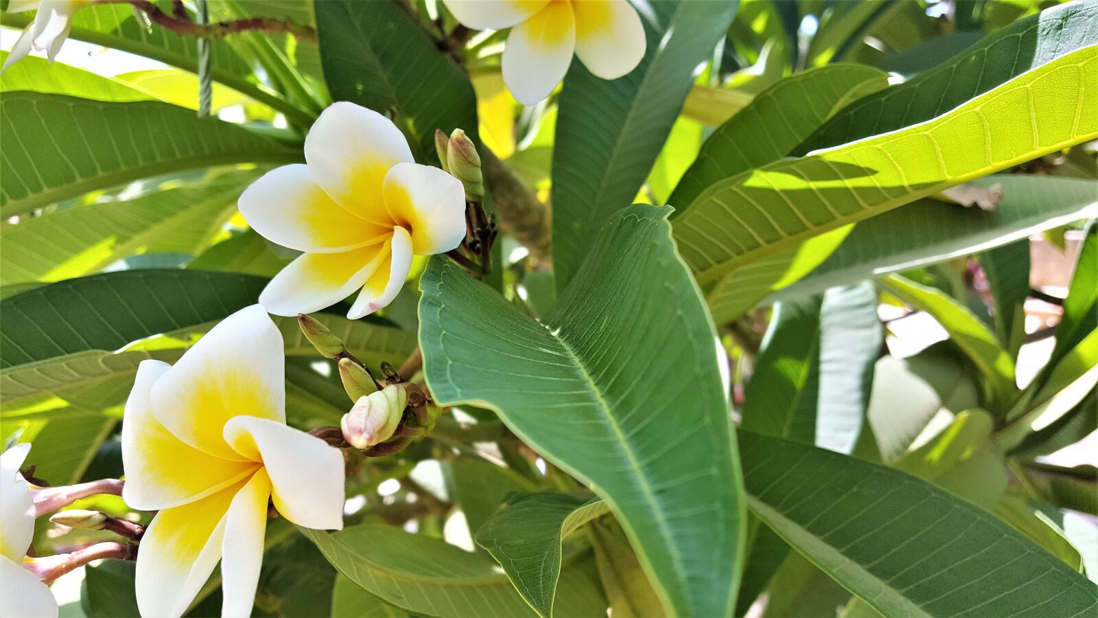 Samsung Galaxy S6 sample photo. Flower, nature, pluméria photography