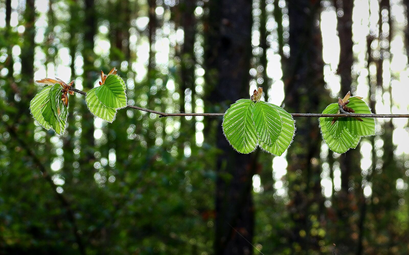 Nikon Coolpix P900 sample photo. Forest, foliage, green photography