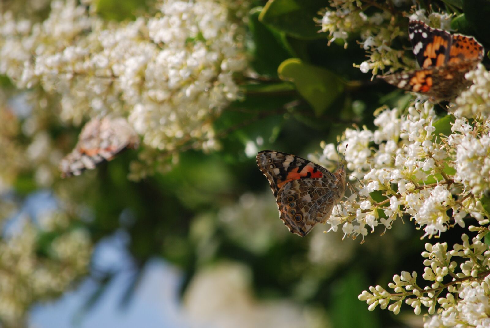 Nikon D80 sample photo. Butterfly, butterflies, painted lady photography