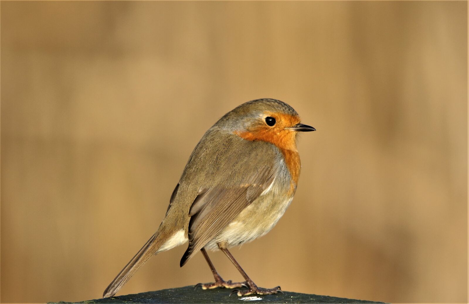 150-600mm F5-6.3 DG OS HSM | Contemporary 015 sample photo. Robin, robin redbreast, close photography