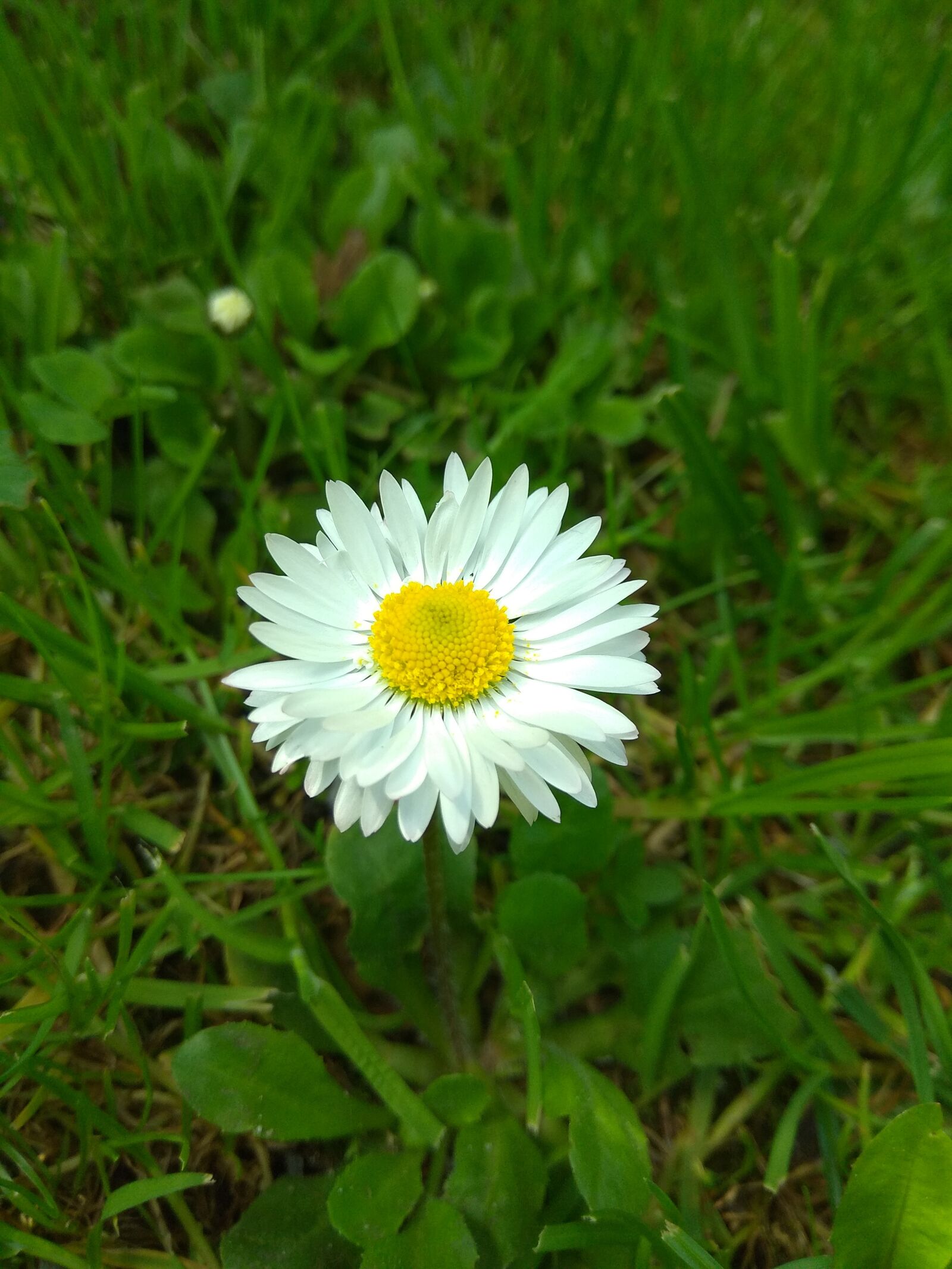 Xiaomi Redmi Note 4 sample photo. Daisy, flower, spring photography