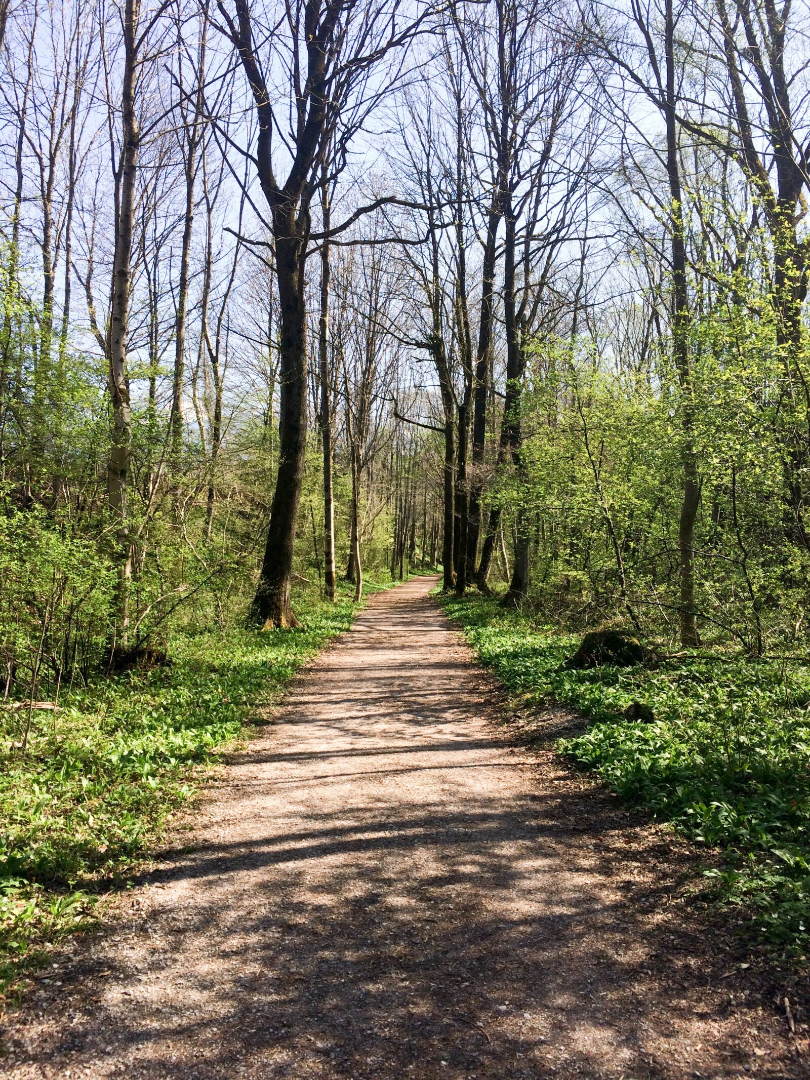 iPhone 5s back camera 4.15mm f/2.2 sample photo. Forest, spring, away photography