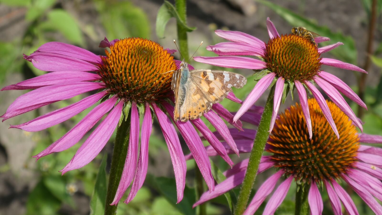 Panasonic Lumix DC-ZS70 (Lumix DC-TZ90) sample photo. Flowers, insects, echinacea purpurea photography