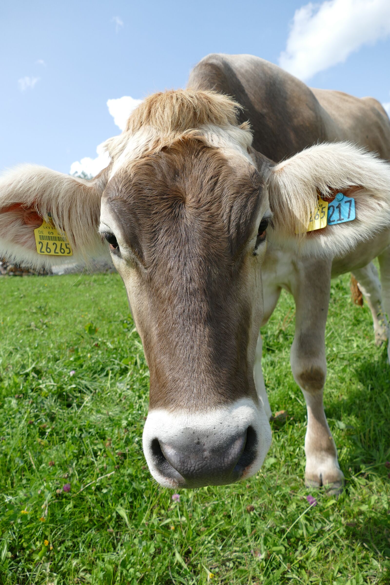 Panasonic Lumix DMC-FZ1000 sample photo. Cow, curiosity, allgäu photography