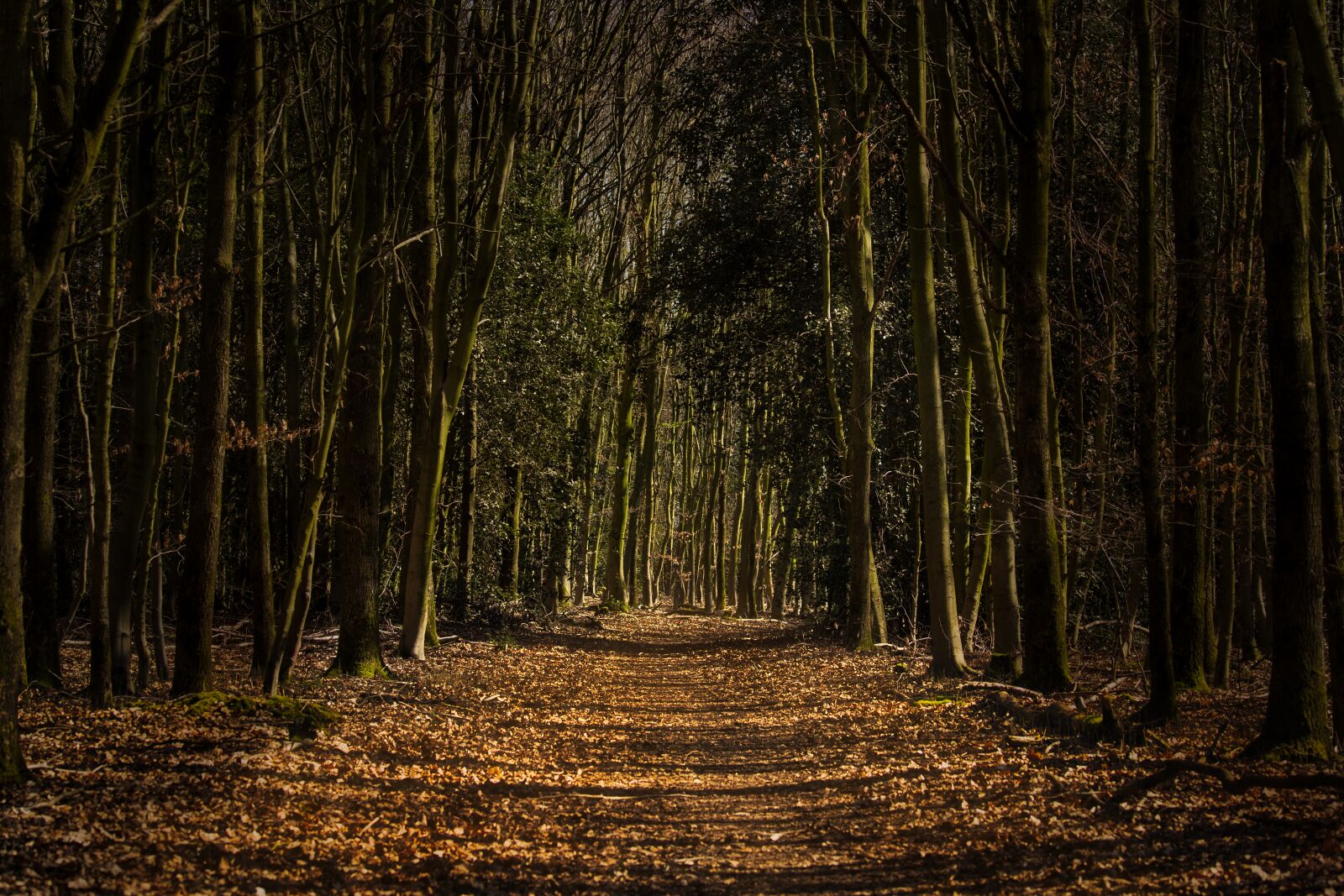 Canon EOS RP sample photo. Path, road forest nature photography
