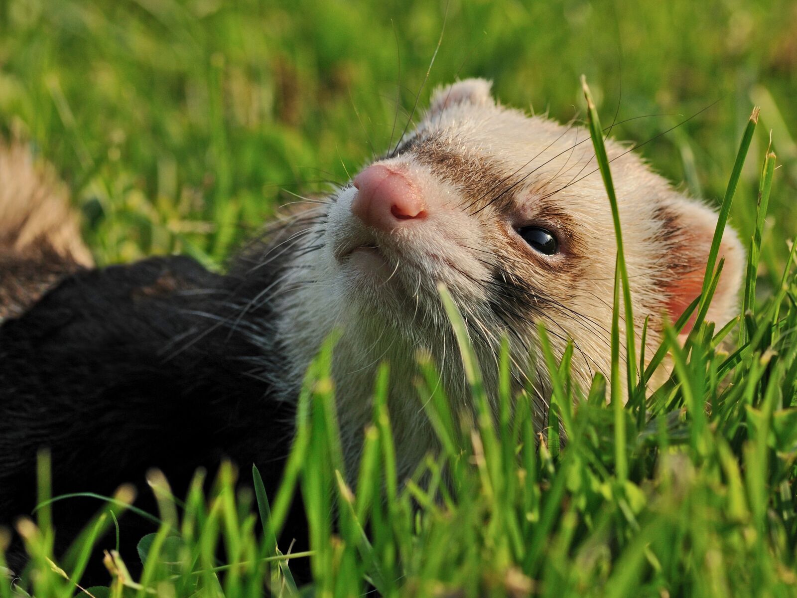 Nikon D300 sample photo. Ferret, animal, grass photography