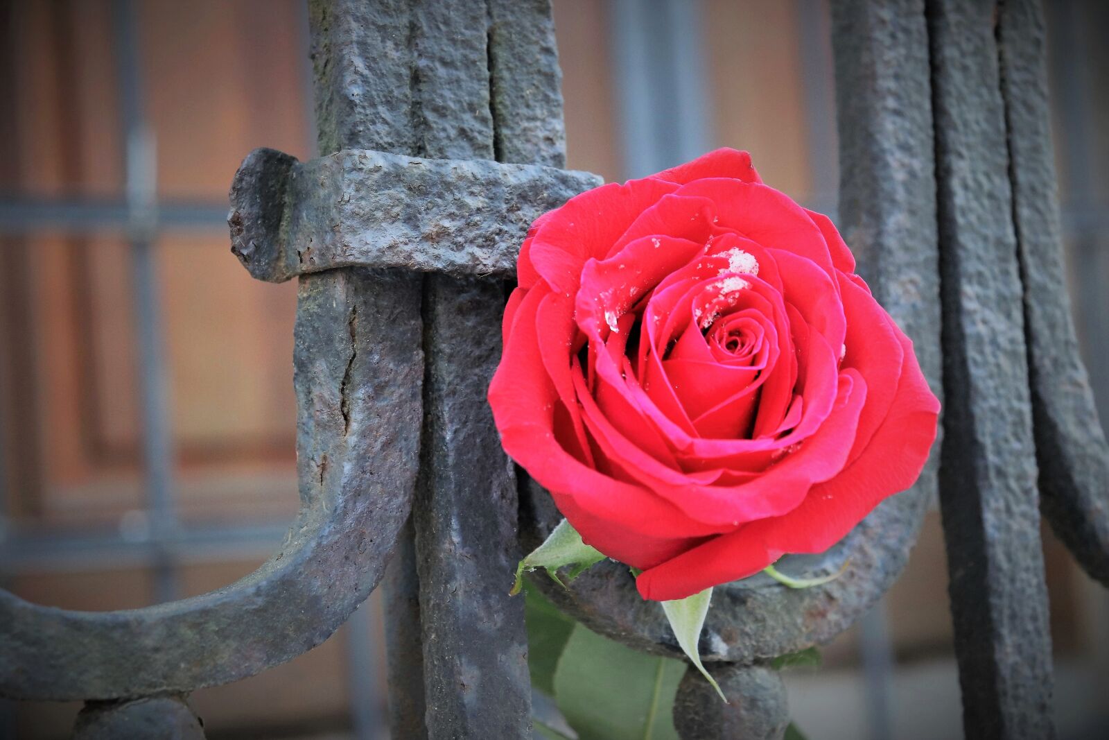 Canon EOS 200D (EOS Rebel SL2 / EOS Kiss X9) sample photo. Red rose, old iron photography
