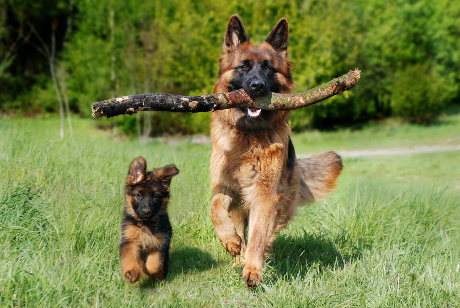 Nikon D80 sample photo. Sch fer dog, puppy photography