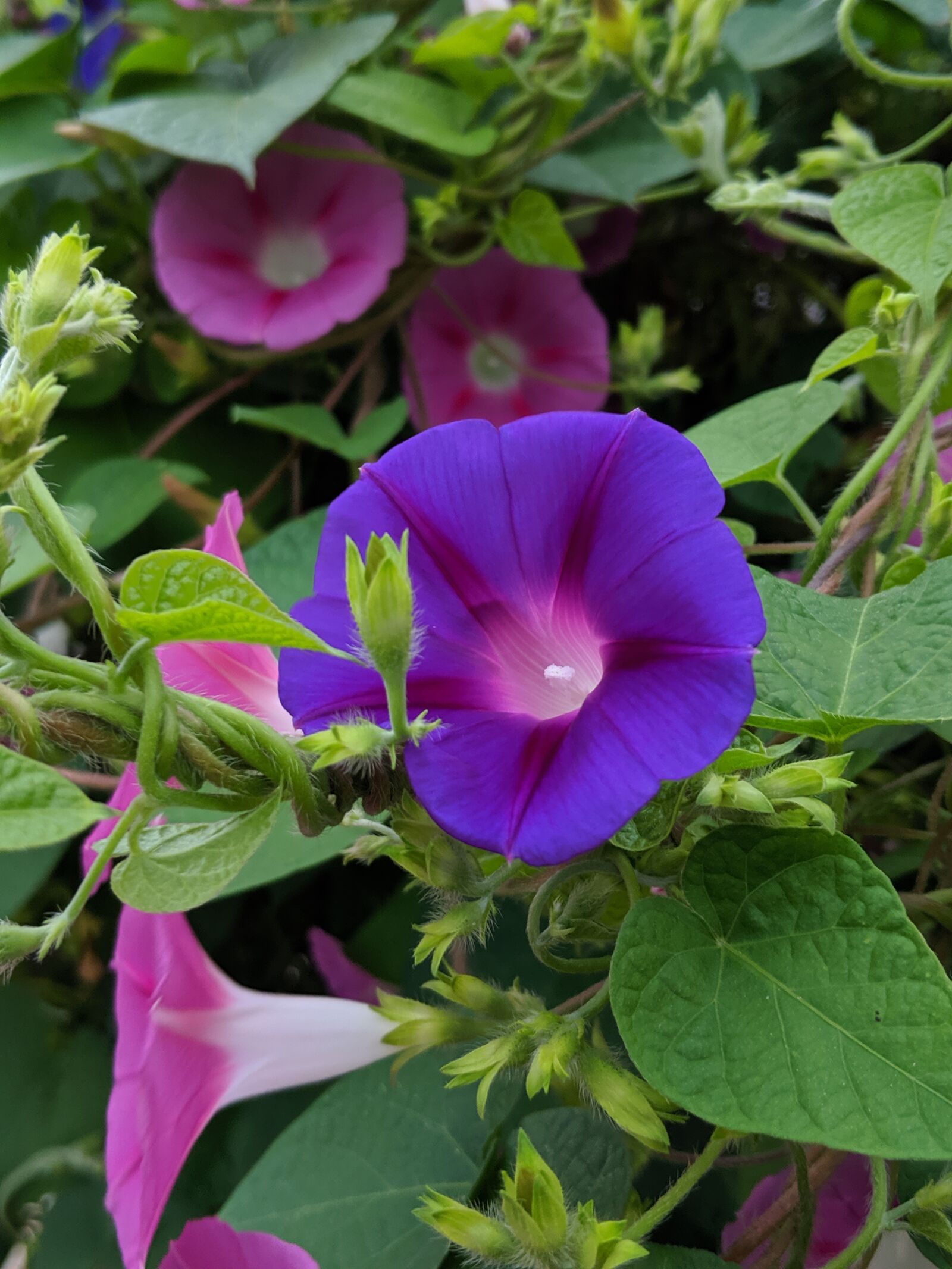 Google Pixel 2 sample photo. Flower, blossom, purple photography