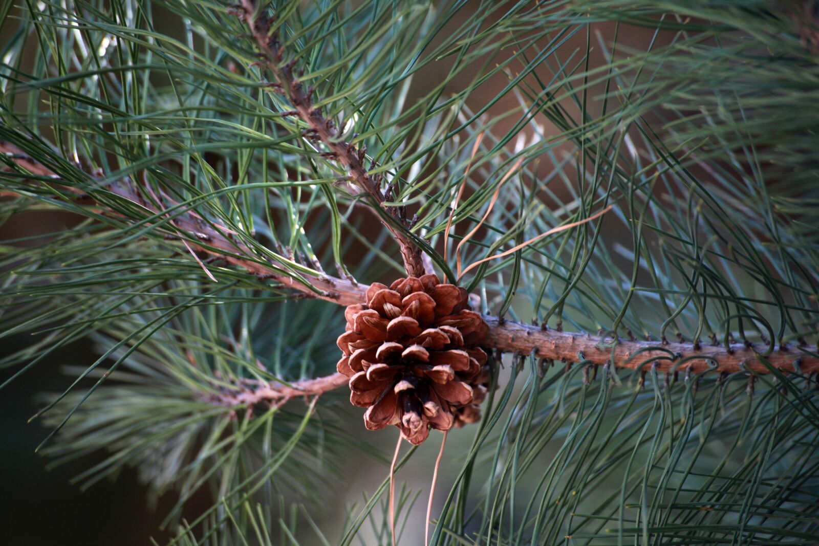 Canon EOS 5D Mark II sample photo. Pine cone, wood, spring photography