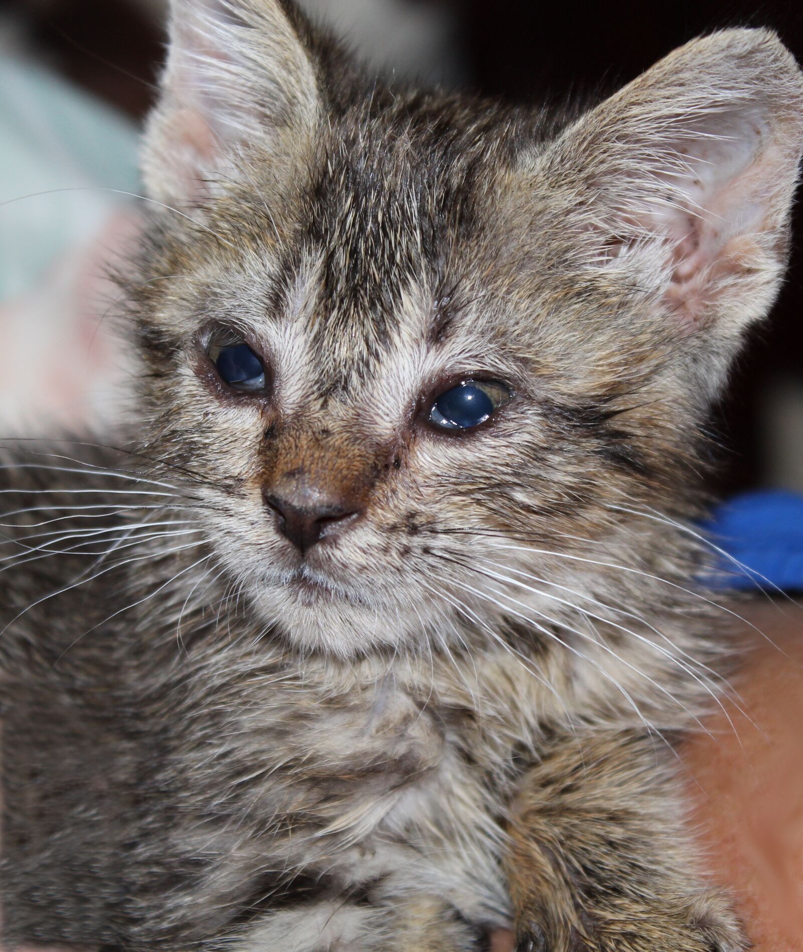 Canon EOS 600D (Rebel EOS T3i / EOS Kiss X5) sample photo. Kitten, tiny, baby photography