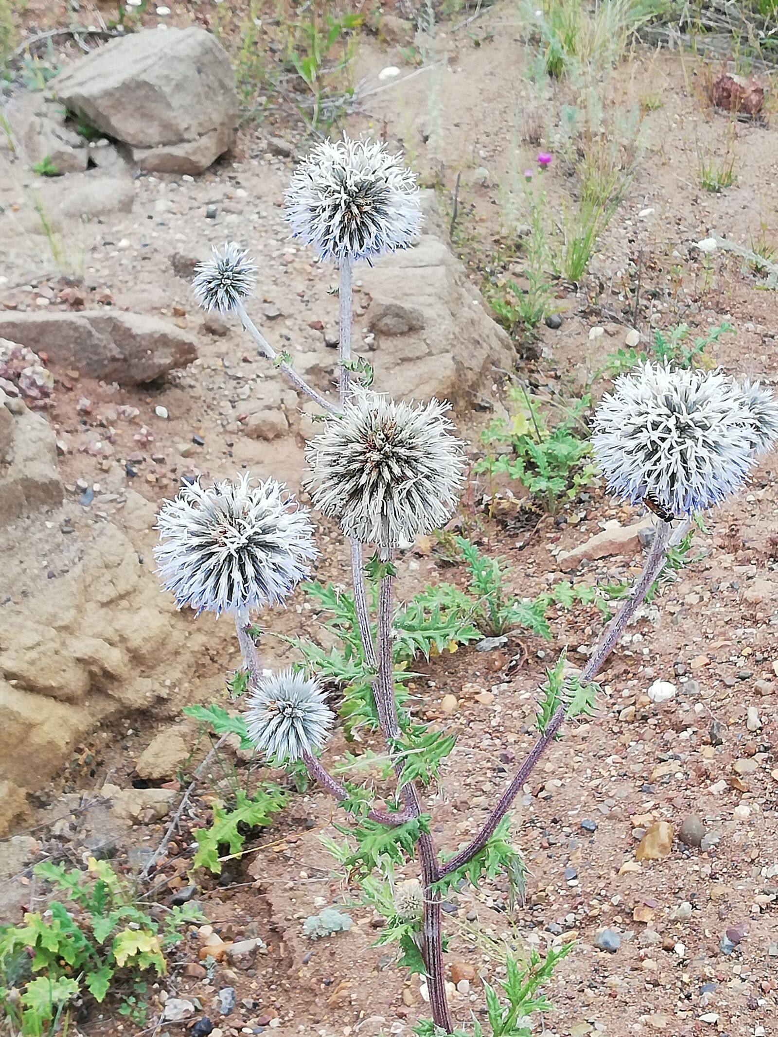 HUAWEI P20 lite sample photo. Nature, thistle, barb photography