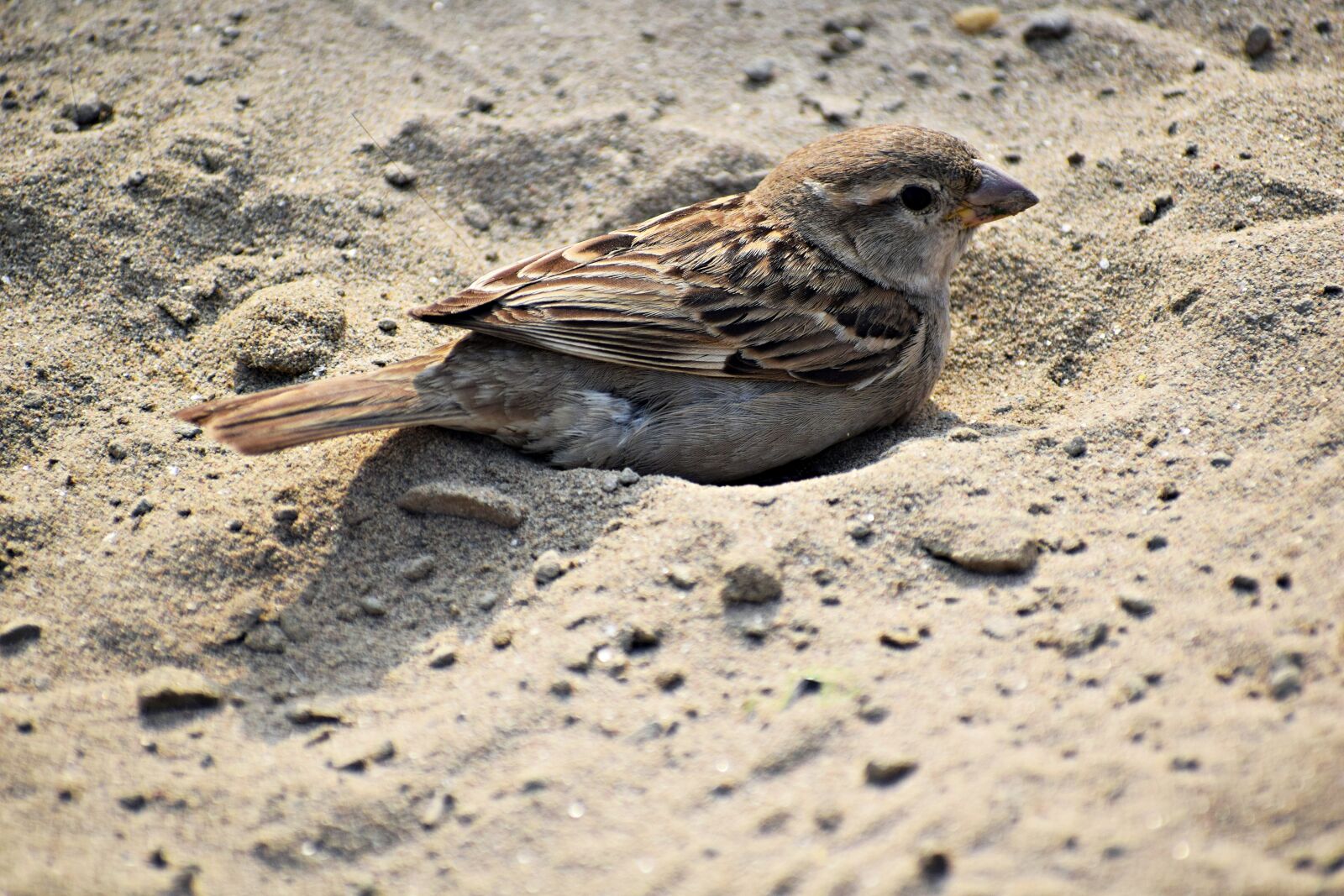 Nikon D3300 sample photo. Sparrow, bird, nature photography