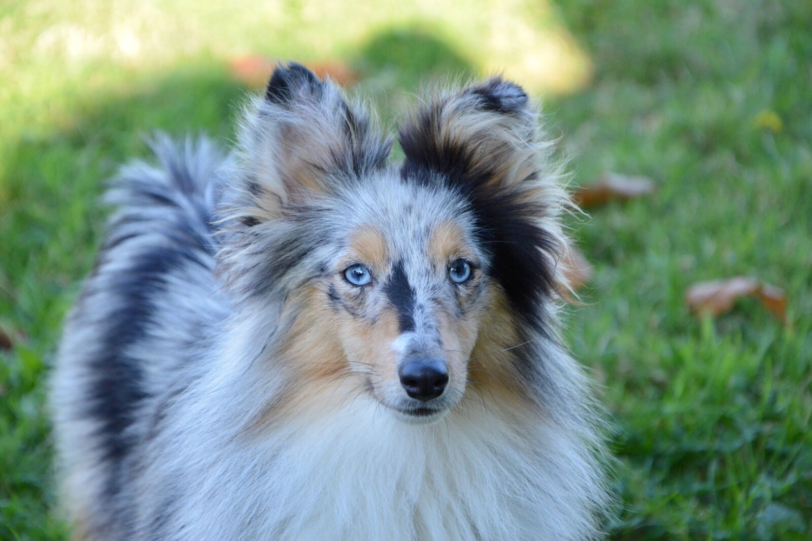 Nikon D5200 sample photo. Dog, bitch, bitch shetland photography
