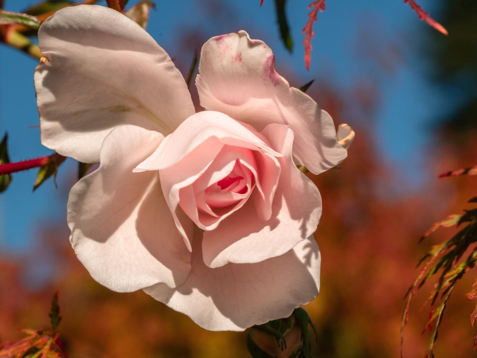 Panasonic DMC-G81 + Olympus M.Zuiko Digital ED 60mm F2.8 Macro sample photo. Flower, rose, autumn mood photography