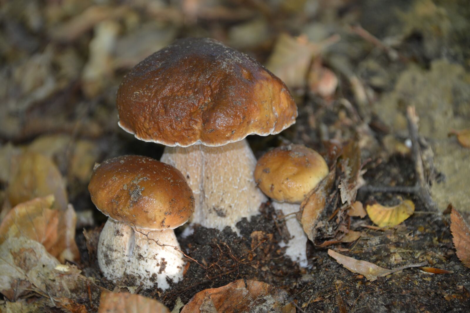 Nikon D800 sample photo. Mushrooms, nature, cep photography