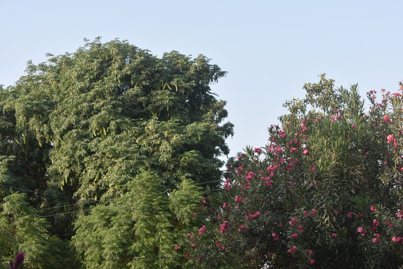 Nikon D3400 sample photo. Tree, green, nature photography