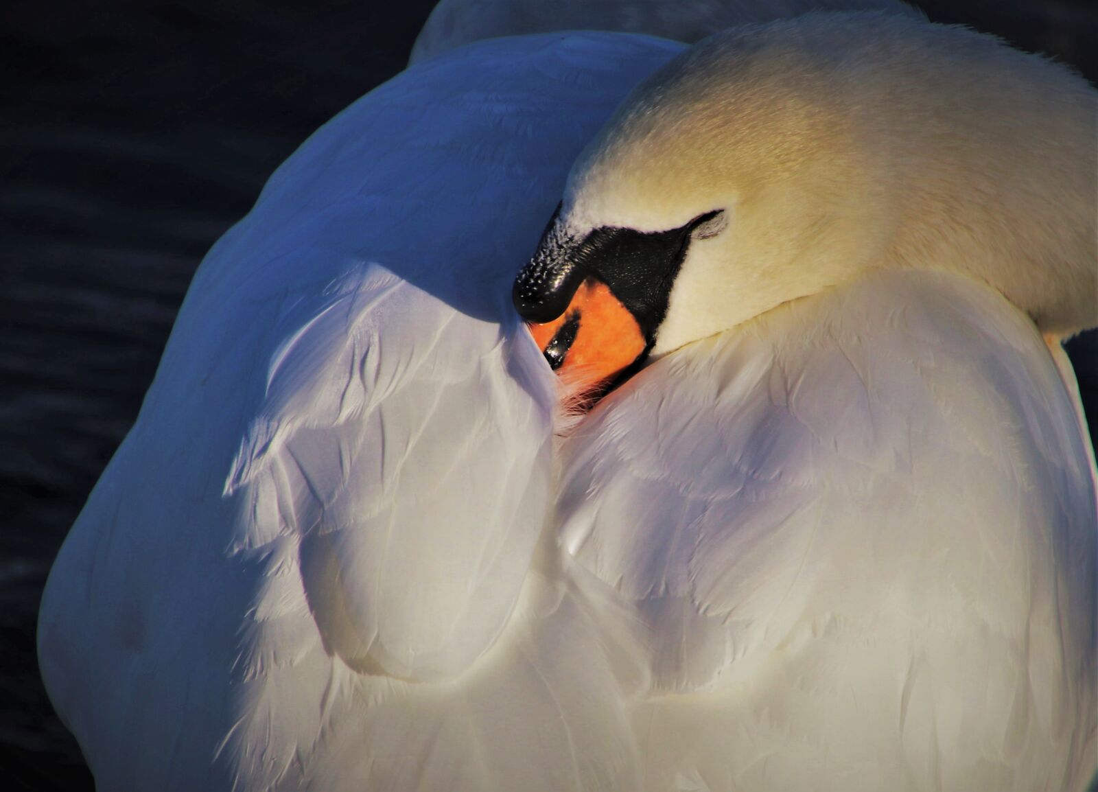 Canon EOS 80D sample photo. Plumage, swan, sleeping photography