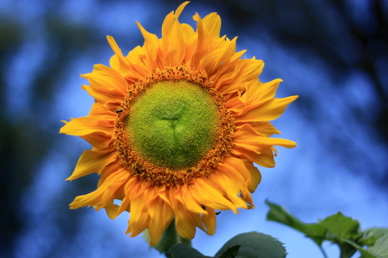 Canon EOS 450D (EOS Rebel XSi / EOS Kiss X2) sample photo. Sunflower, yellow, summer photography