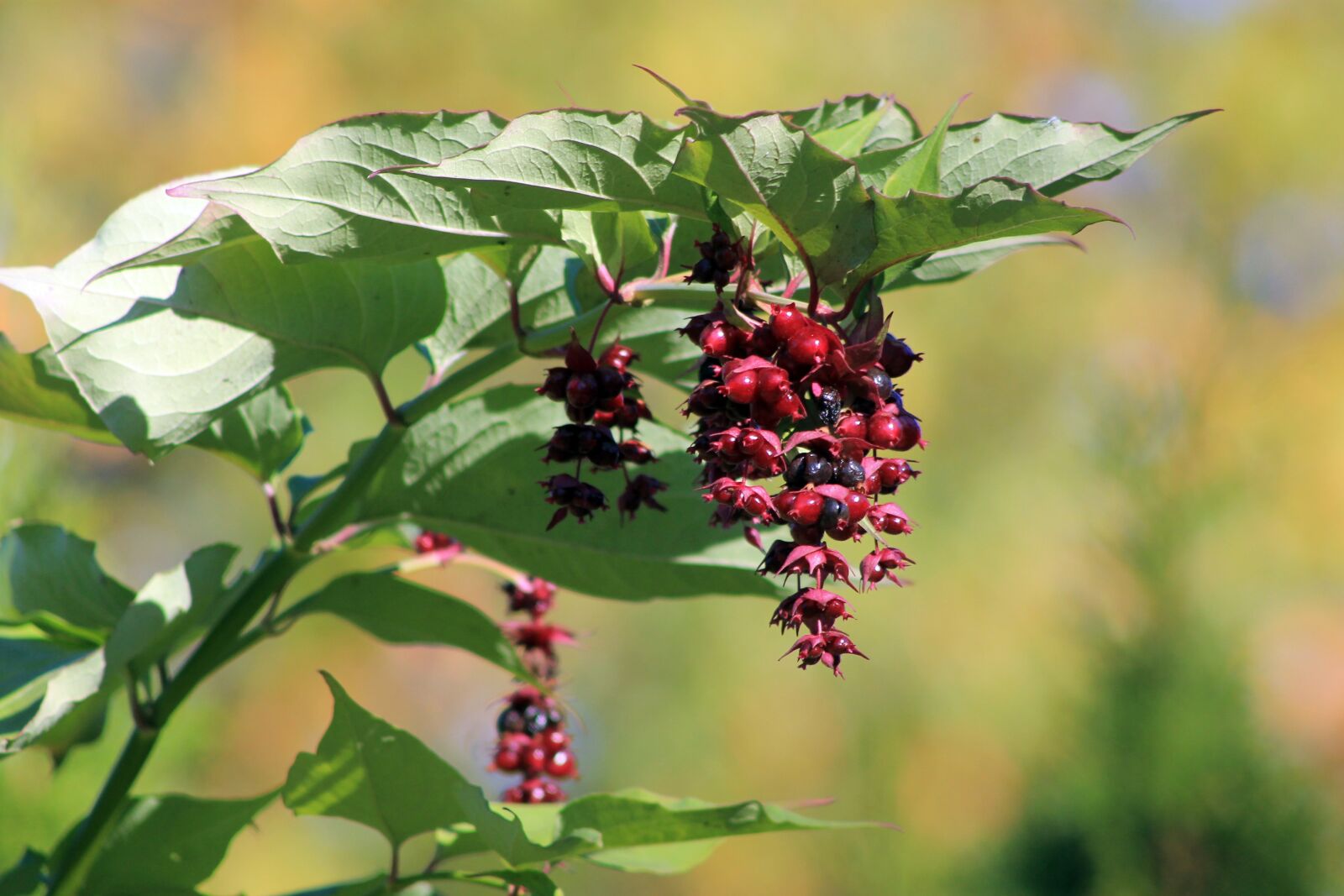 Canon EOS 1100D (EOS Rebel T3 / EOS Kiss X50) sample photo. Berries, garden, red photography