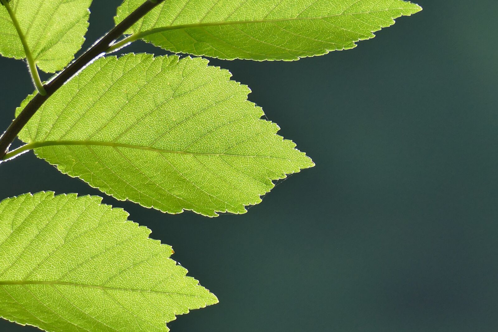 Panasonic Lumix DMC-FZ1000 sample photo. Leaves, greenery, green leaves photography
