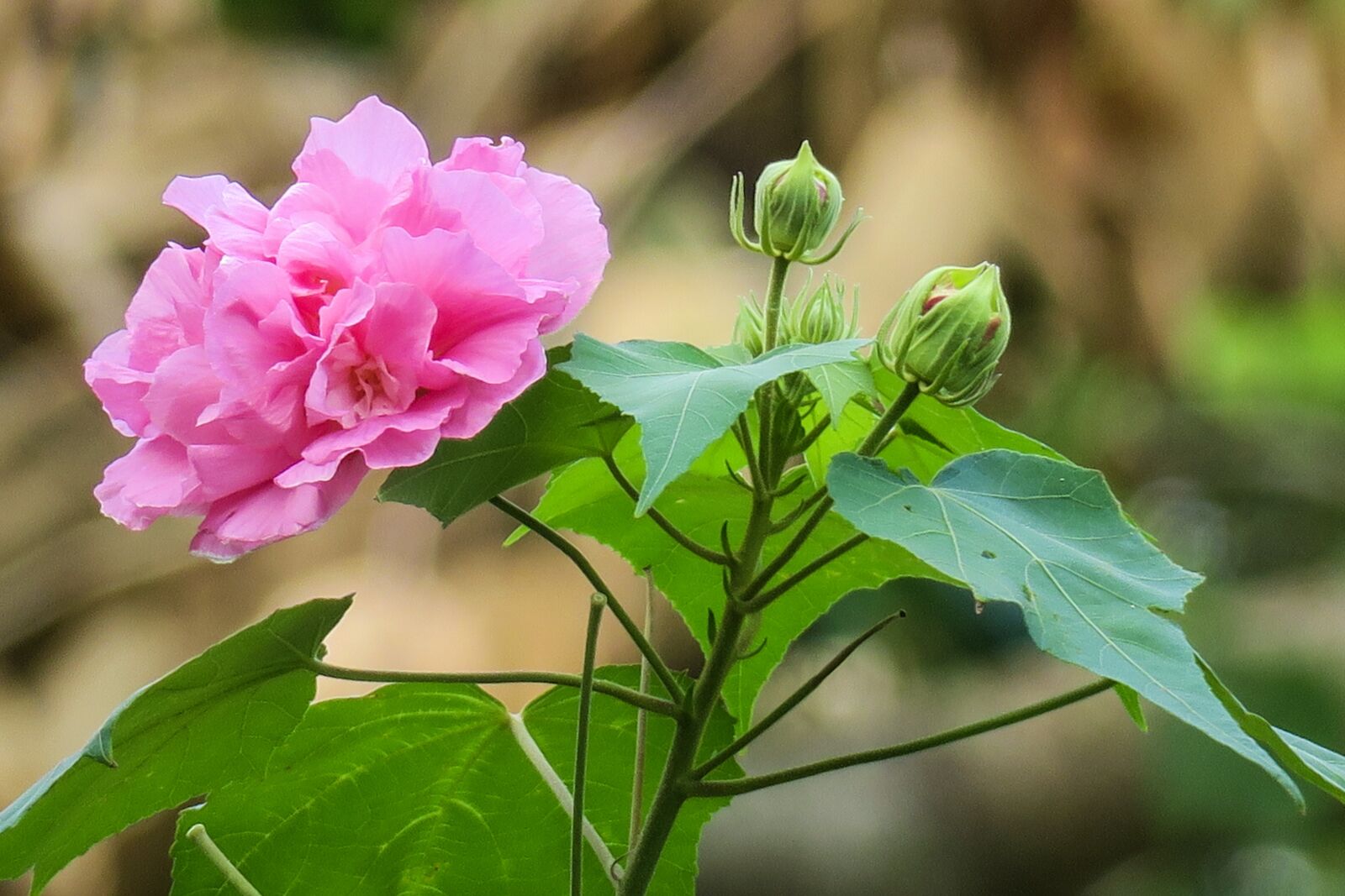 Canon PowerShot G3 X sample photo. Hong kong, 木芙蓉, plant photography