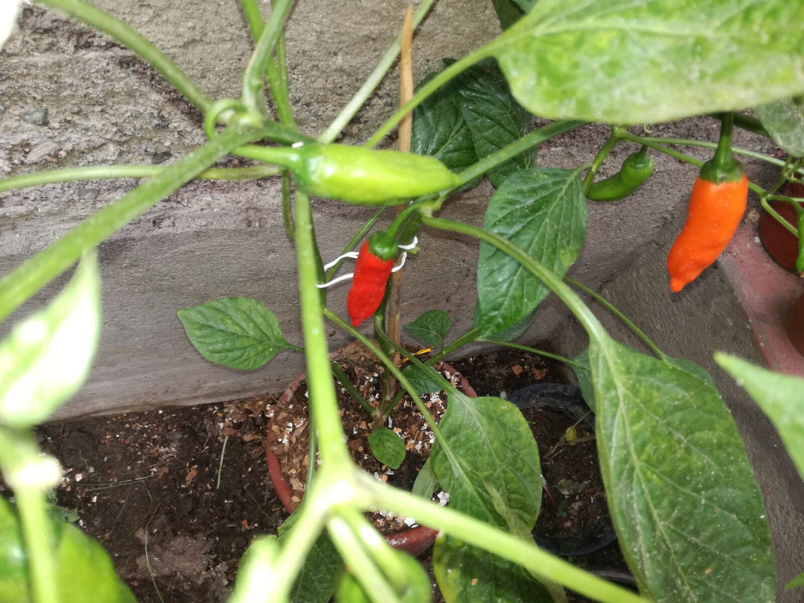 HUAWEI P9 LITE sample photo. Chili peppers, spicy, vegetable photography