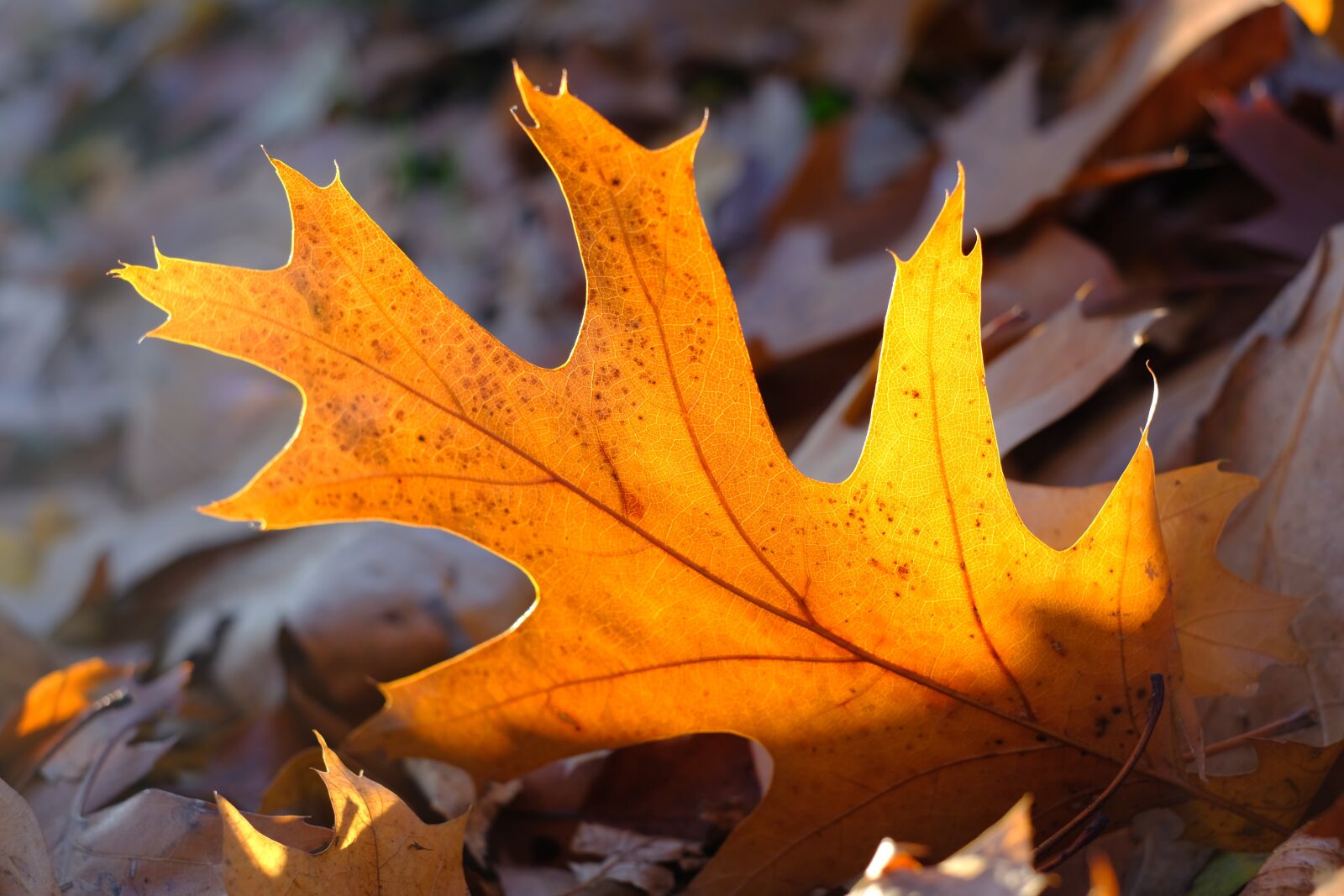 Fujifilm X-T2 + Fujifilm XF 35mm F1.4 R sample photo. Leaf, leaves, autumn photography