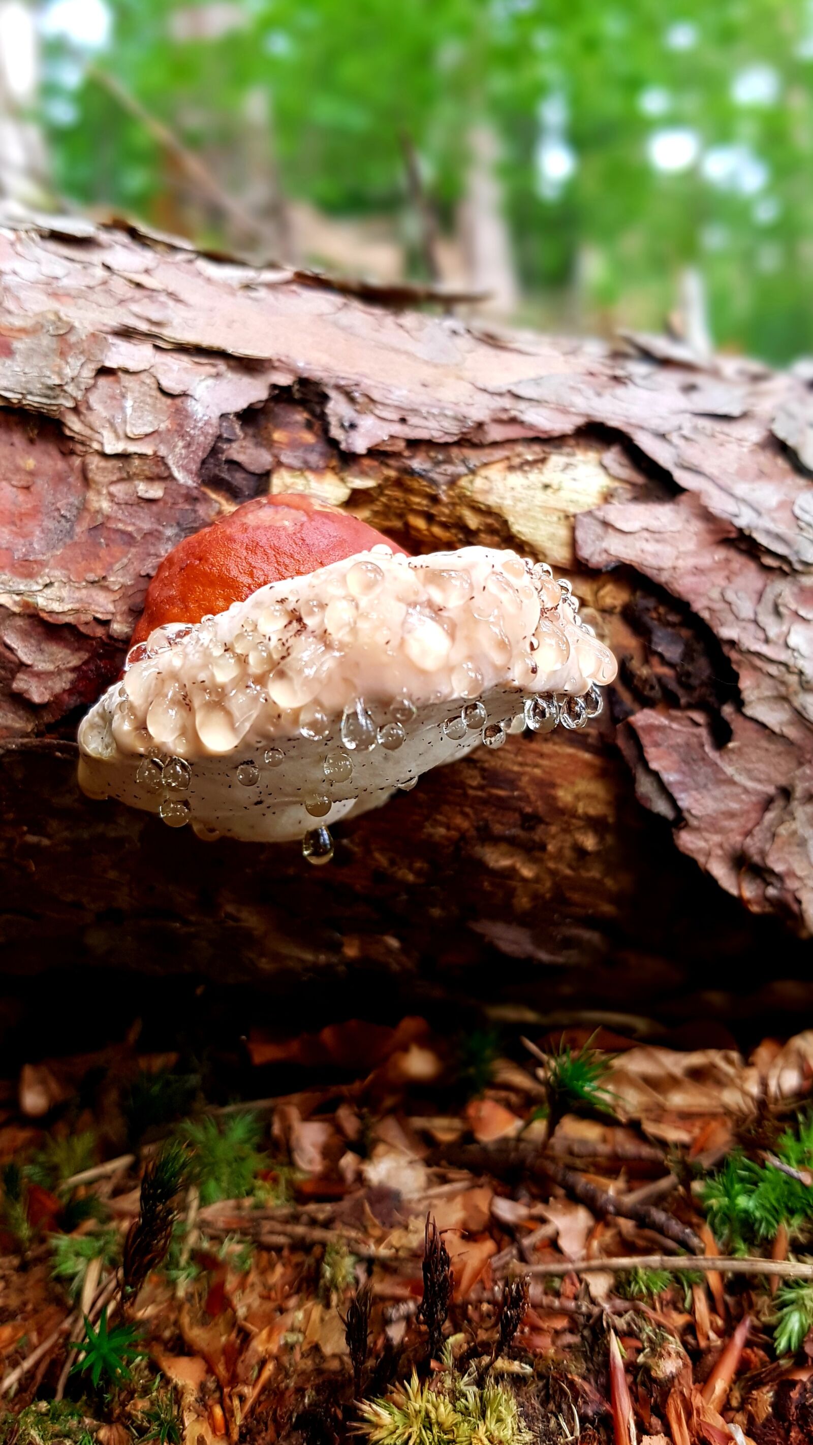 Samsung Galaxy S7 Edge sample photo. Baumschwamm, mushroom, drop of photography