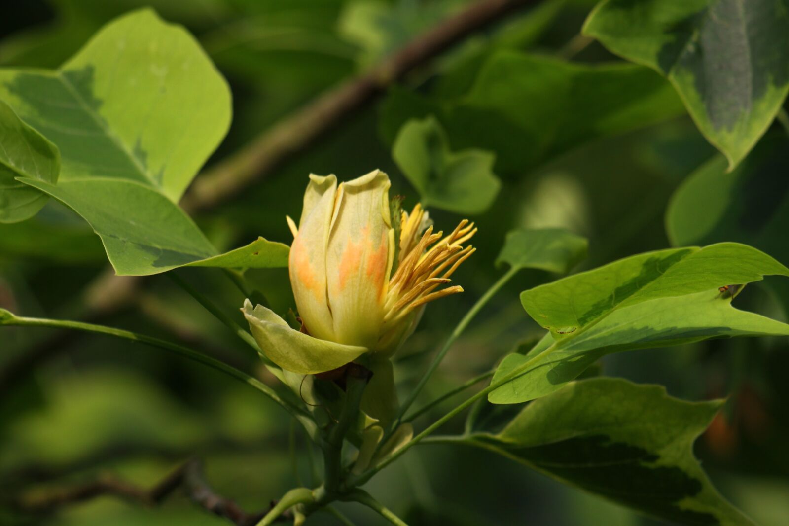Canon EOS 50D sample photo. Flower, tulip tree, yellow photography