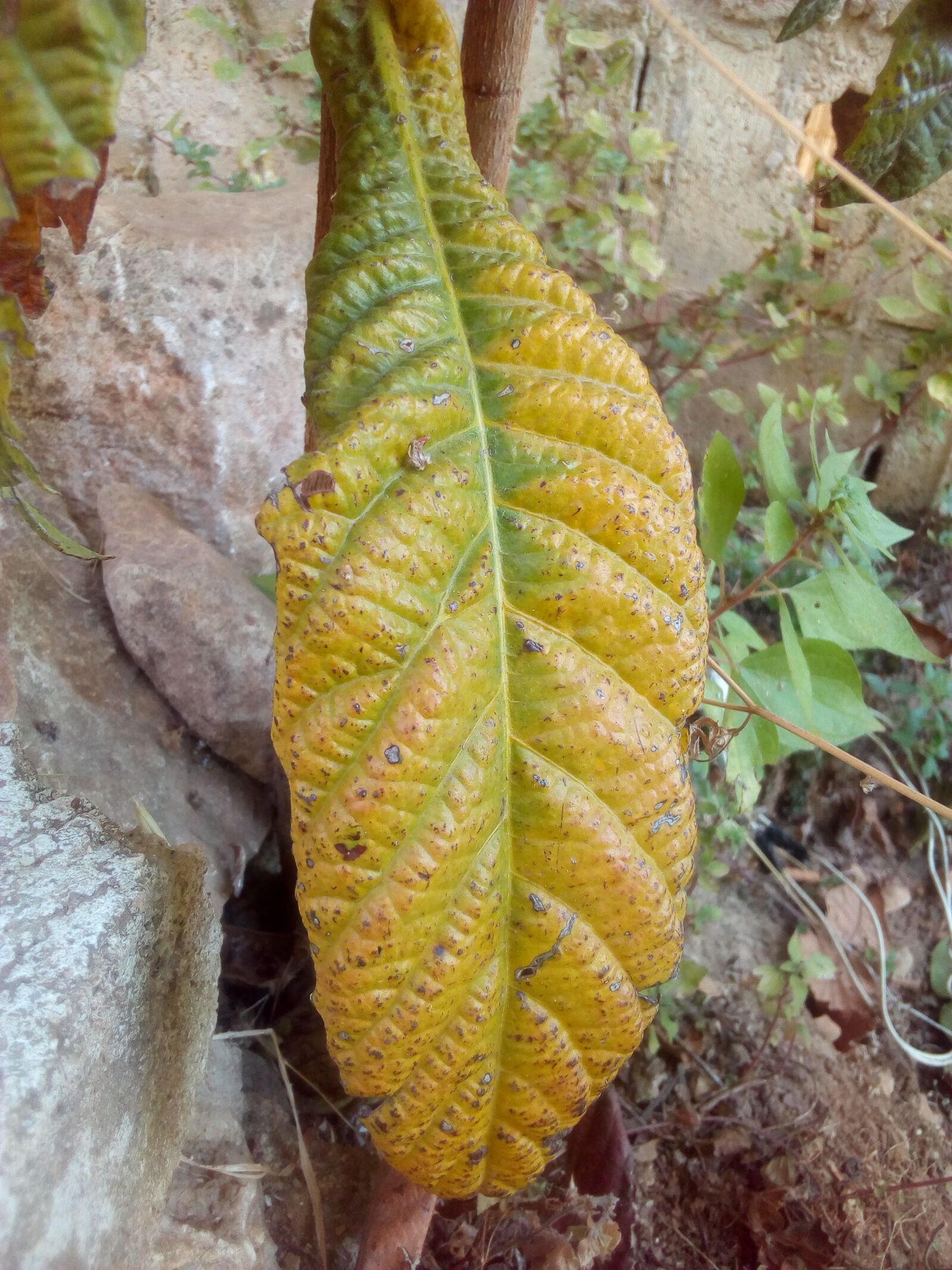 HUAWEI Y3III sample photo. Tall leaf, yellow leaf photography