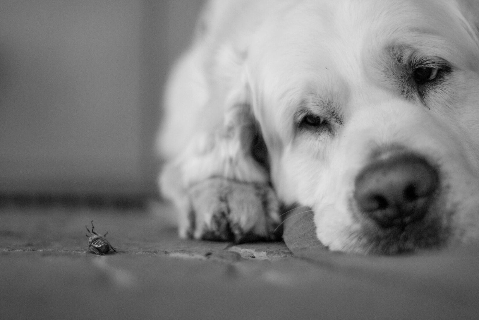 Canon EOS 70D + Canon EF 50mm F1.4 USM sample photo. Dog, puppy, friend photography