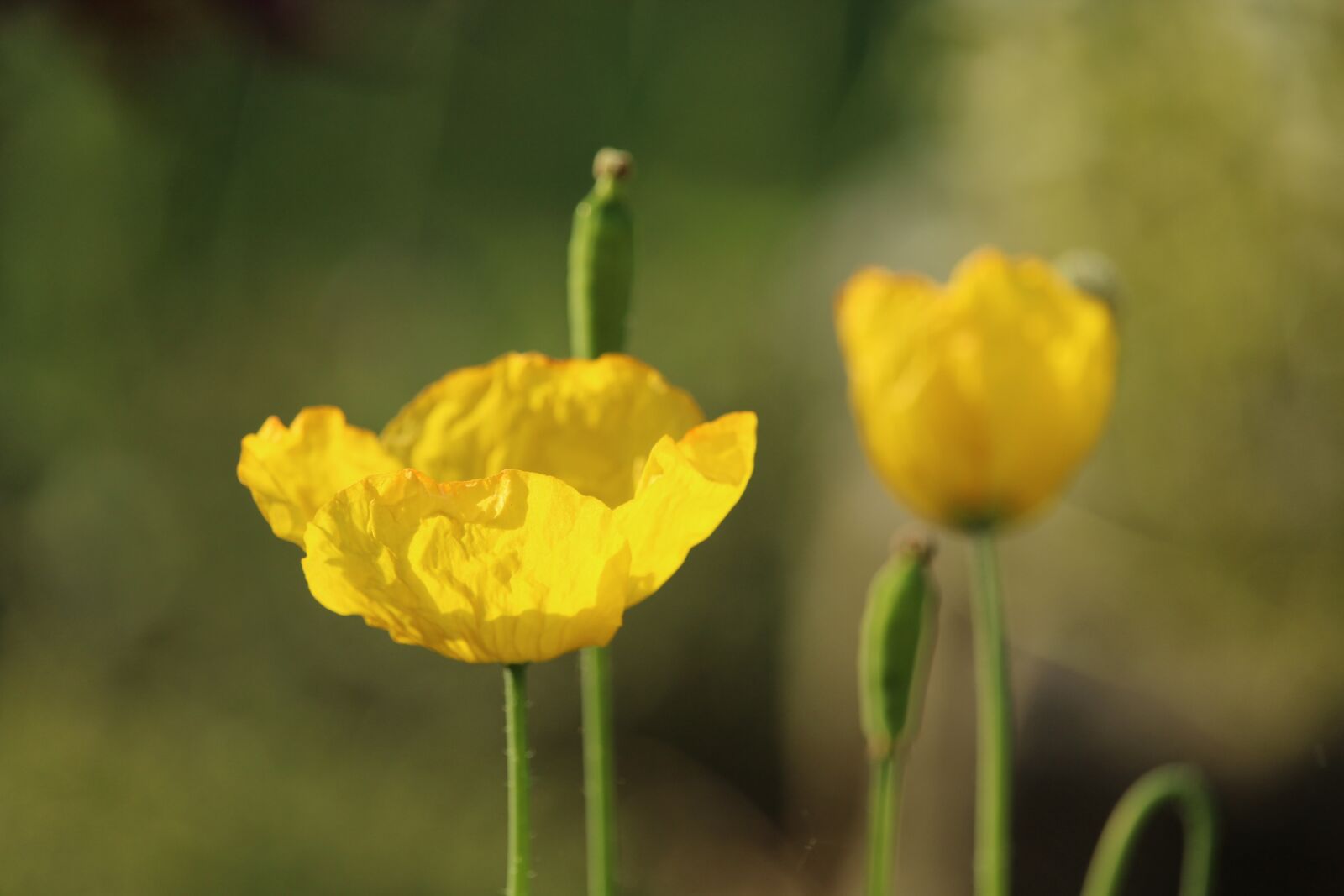 Canon EOS 1200D (EOS Rebel T5 / EOS Kiss X70 / EOS Hi) sample photo. Poppy, yellow poppy, blossom photography