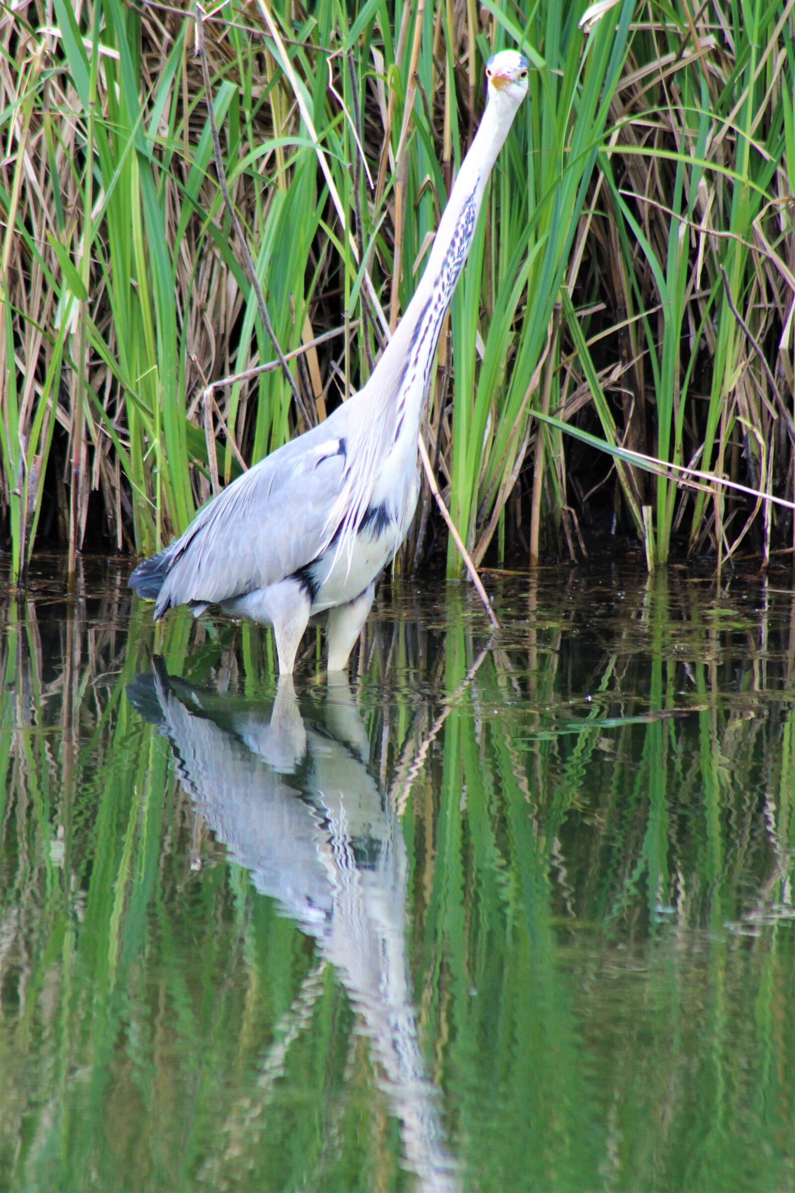 Canon EF75-300mm f/4-5.6 sample photo. Heron, bird, nature photography