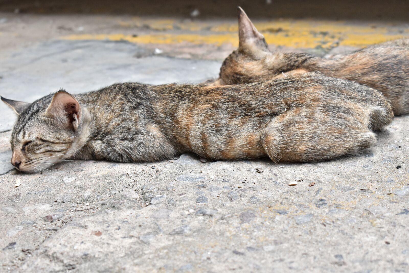 Nikon D5600 sample photo. Sleeping cats, indian cats photography