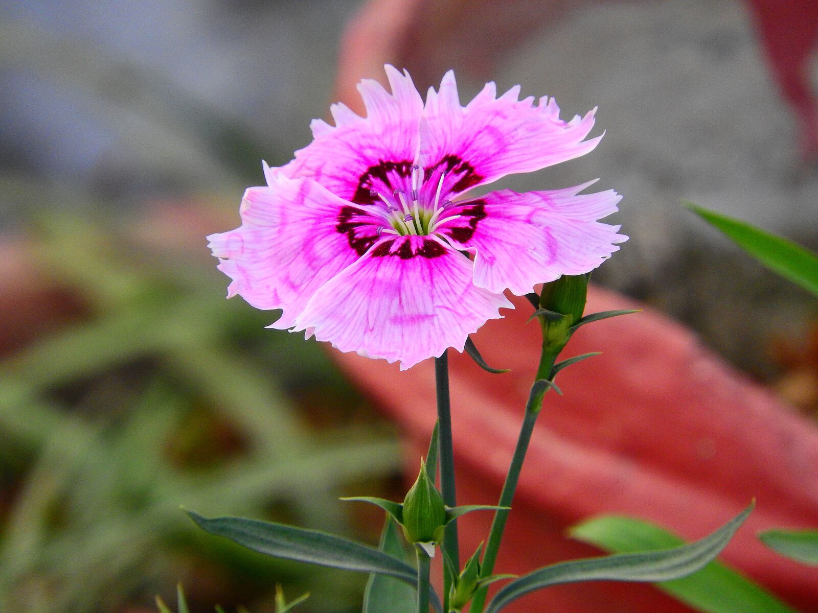 Nikon Coolpix P610 sample photo. Dianthus, flower, garden photography